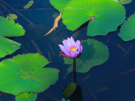 Free Stock Photo of This beautiful waterlily shows his face in daylight in Bangladesh