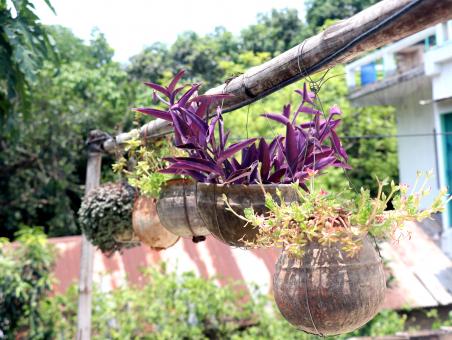 Free Stock Photo of Hanging tree pot at the rooftop garden