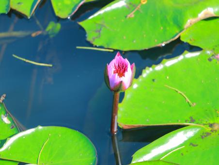 Free Stock Photo of Waterlily blooming in the nature