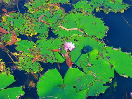 Free Stock Photo of Colorful waterlily with green leaves