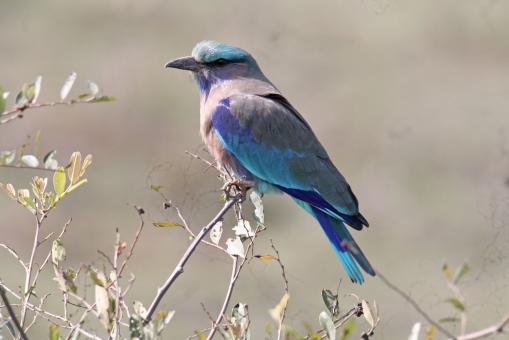 Free Stock Photo of Indian roller