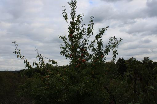 Free Stock Photo of Apple orchard
