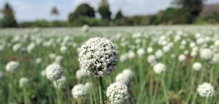 Free Stock Photo of Onion seeds