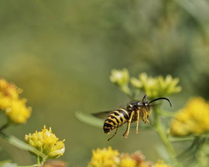 Free Stock Photo of Yellowjacket flying