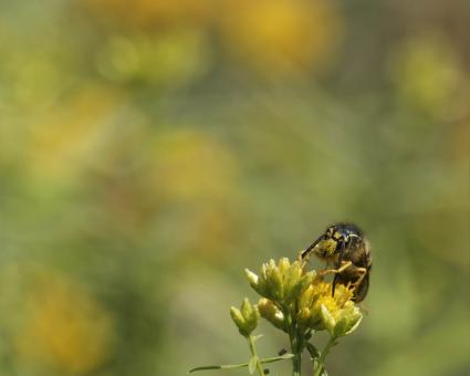 Free Stock Photo of Yellowjacket feeding
