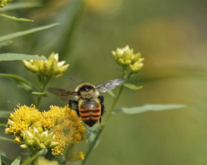 Free Stock Photo of Tricolored bee flying