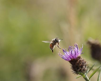 Free Stock Photo of Flying honeybee