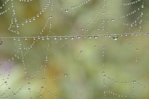 Free Stock Photo of Water droplets