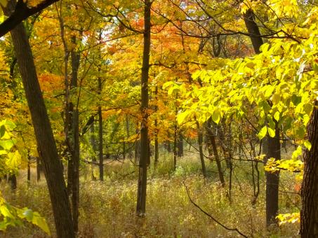 Free Stock Photo of Autumn Land