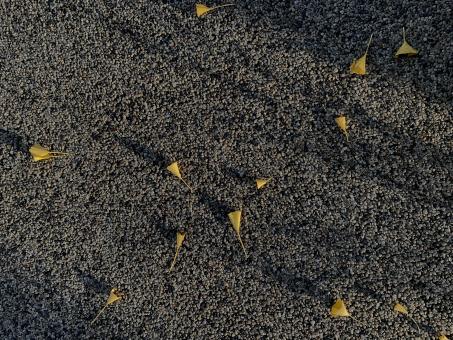 Free Stock Photo of autumn leaves