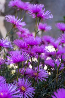 Free Stock Photo of Flowers need time to bloom