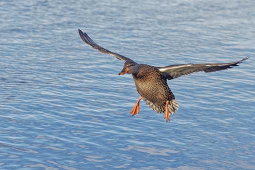 Free Stock Photo of mallard duck
