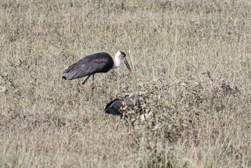 Free Stock Photo of wooly neck stork