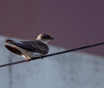 Free Stock Photo of Golondrina