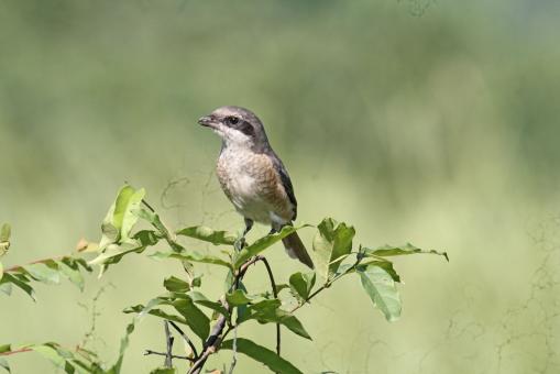Free Stock Photo of Isabelline shrike