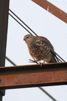 Free Stock Photo of Shikra