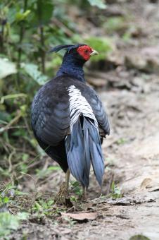 Free Stock Photo of Khalij pheasant