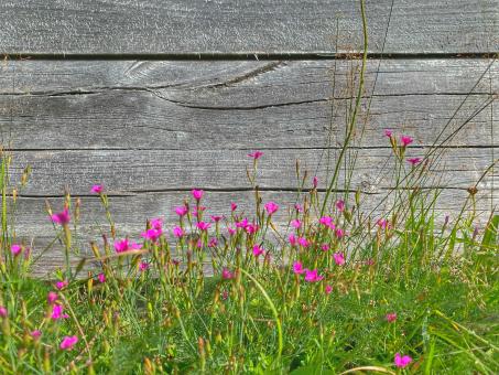 Free Stock Photo of Flowers