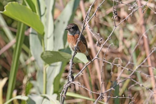 Free Stock Photo of White tailed stone chat