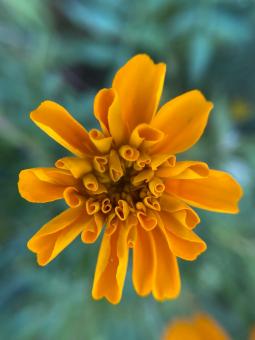 Free Stock Photo of Flower Blossom