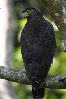 Free Stock Photo of Crested serpent eagle