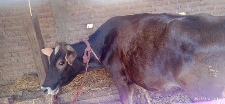 Free Stock Photo of Brown Cow