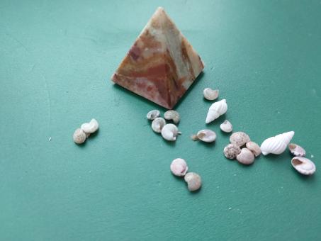 Free Stock Photo of Sea and ocean small shells