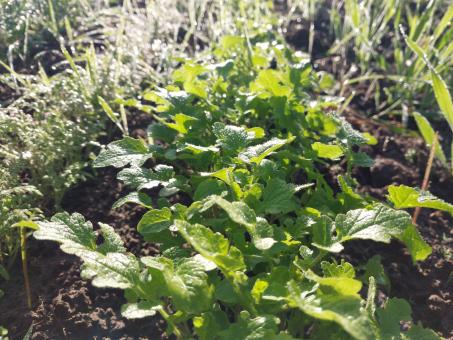 Free Stock Photo of Green vegetable plants in a rural garden