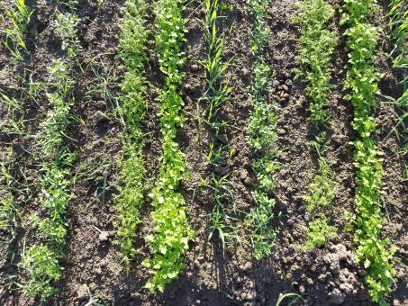 Free Stock Photo of Green vegetable plants in a rural garden