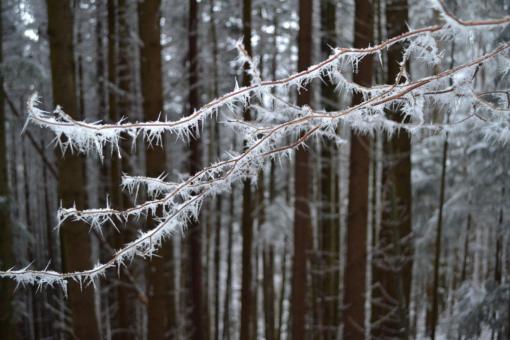Free Stock Photo of winter