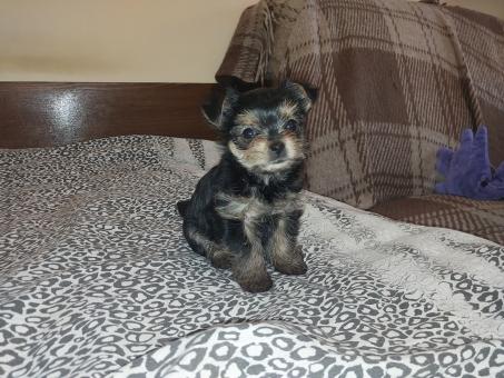 Free Stock Photo of Puppy two months old Yorkshire terrier breed