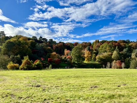 Free Stock Photo of Forest View with Meadow