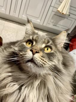 Free Stock Photo of Cat Tomas