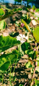 Free Stock Photo of Flower 
