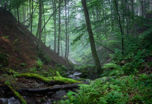 Free Stock Photo of mist in the forest