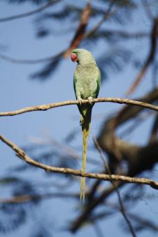 Free Stock Photo of rose ring parakeet