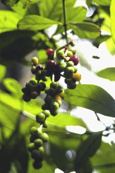 Free Stock Photo of Psychotria viridis