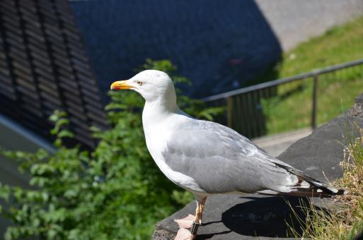 Free Stock Photo of A seagull is looking around