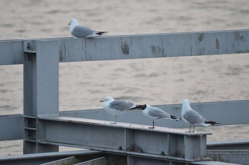 Free Stock Photo of a few seagulls are resting