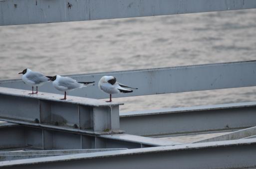 Free Stock Photo of A few seagulls are looking around