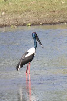 Free Stock Photo of black neck stork