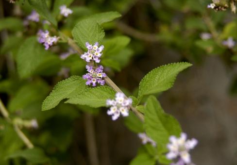 Free Stock Photo of Erva Cidreira