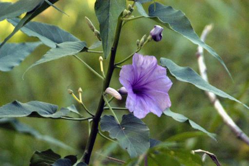 Free Stock Photo of Ipomea arborea 