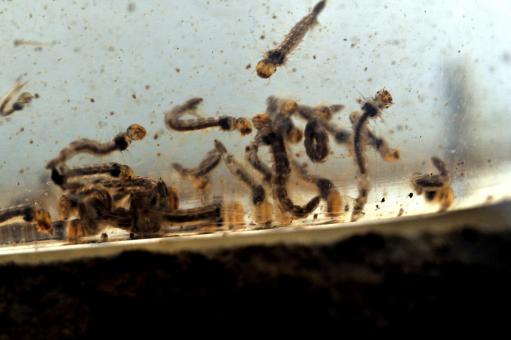 Free Stock Photo of Aedes aegypti