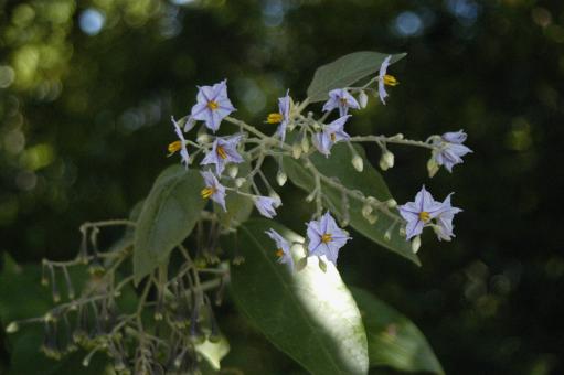 Free Stock Photo of Jurupeba