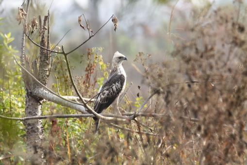 Free Stock Photo of changeable hawk eagle