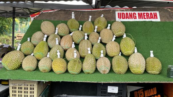 Free Stock Photo of The Famous and Tasty of Durian Fruits