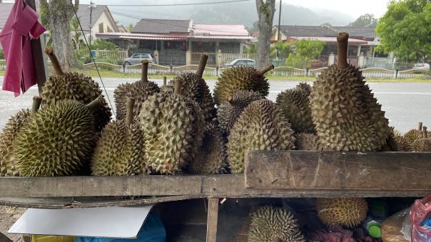 Free Stock Photo of The Famous and Tasty of Durian Fruits