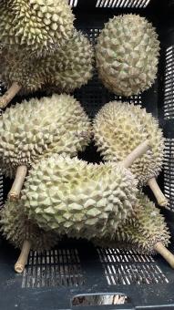 Free Stock Photo of The Famous and Tasty of Durian Fruits