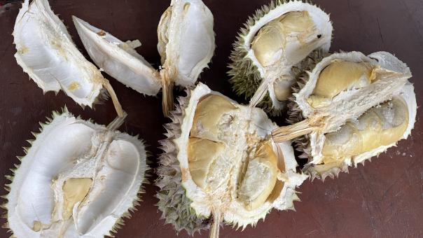 Free Stock Photo of High angle view of durian on table